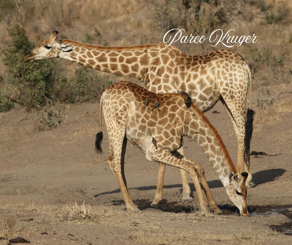 KRUGER GIRAFFE