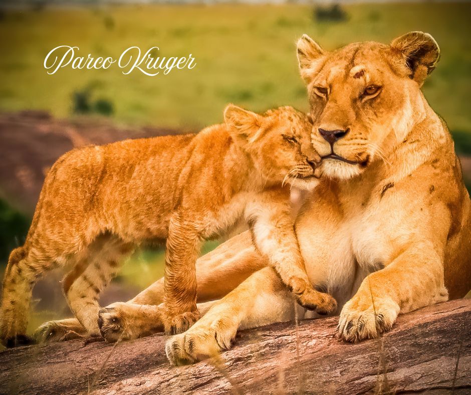 KRUGER LEONI